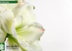 hippeastrum White Amadeus (3)